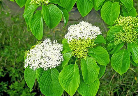 水木木|ミズキ（水木）の育て方と花や葉など植物の特徴をわかりやすく。